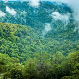 Fair und kein Grad mehr! – Was die Regenwälder am Amazonas mit uns und dem Klima zu tun haben (Veranstaltung mit Dr. Rainer Putz vom Regenwald-Institut e.V.)